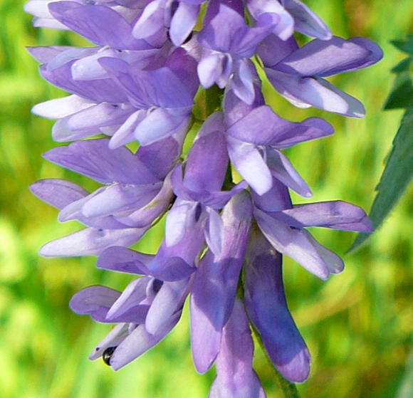 Vogel-Wicke Vicia cracca Juni 2010 Viernheimer Heide 072a