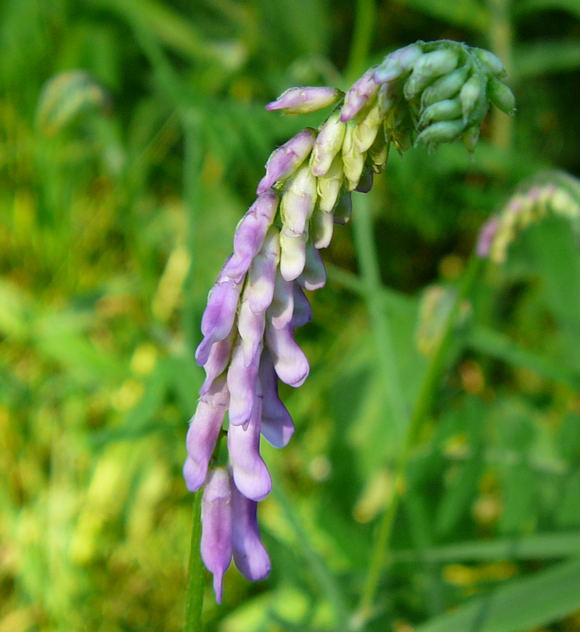 Vogel-Wicke Vicia cracca Juni 2010 Viernheimer Heide 073