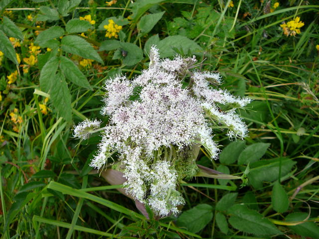 Wald-Engelwurz - Angelica sylvestris Urlaub 2009 chwsr 055
