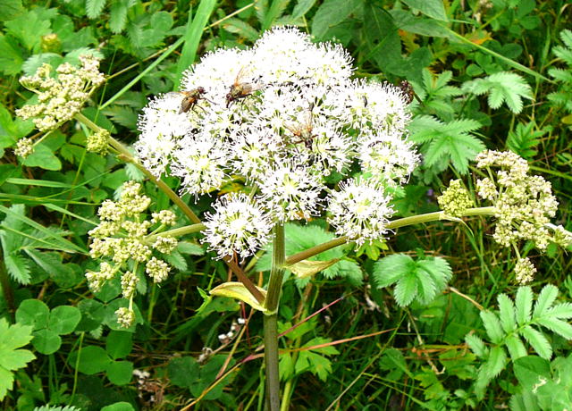 Wald-Engelwurz Angelica cf. sylvestris Urlaub 2009 uhlstaedt 025c