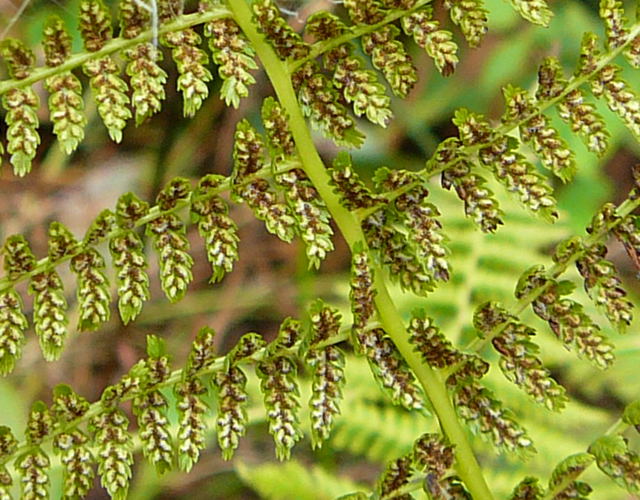 Wald-Frauenfarn (Athyrium filix-femina) Urlaub 2009 Schwarzes Moor 091a