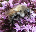 Waldhummel (Bombus sylvarum) kl.
