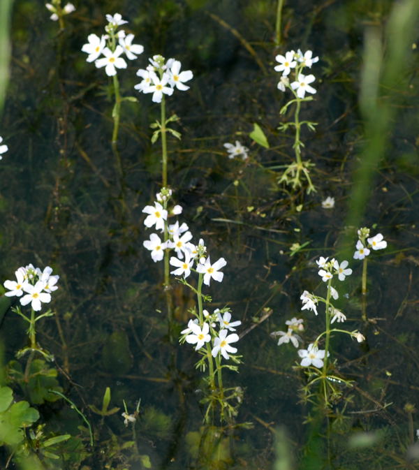 Wasserfeder Hottonia palustris Mai 2010 Hemsbach Graben NIKON 006