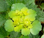 Wechselblttrige Milzkraut (Chrysosplenium alternifolium) kl.
