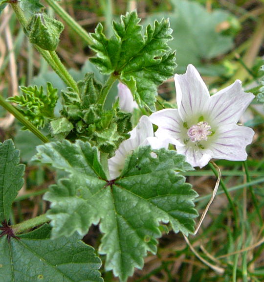 Weg-Malve (Malva neglecta) Juni 2008 Wildblumen & Landstrasse Huett 035a