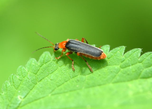 Weichkfer Ancistronycha cyanipennis  Mai 09 Htt Mlldepnie u.Viernheimer Wald 073