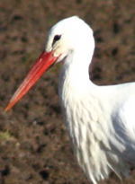 Wei-Storch-Januar 09-3-zw. Neuschloss und Lampertheim1 Nkl1
