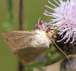 Weifleck-Eule (Mythimna albipuncta) kl.