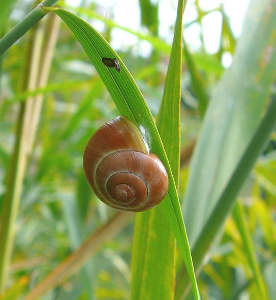 Weimndige Bnderschnecke Sep 2008 Sommerfest ProHuettenfeld 073