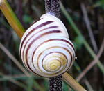 Weimndige Bnderschnecke kl.1