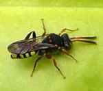 Wespenbiene (Nomada spec.) kl