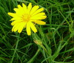 Wiesen-Bocksbart Tragopogon pratensis kl.