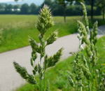 Wiesen-Knuelgras Dactylis glomerata kl.