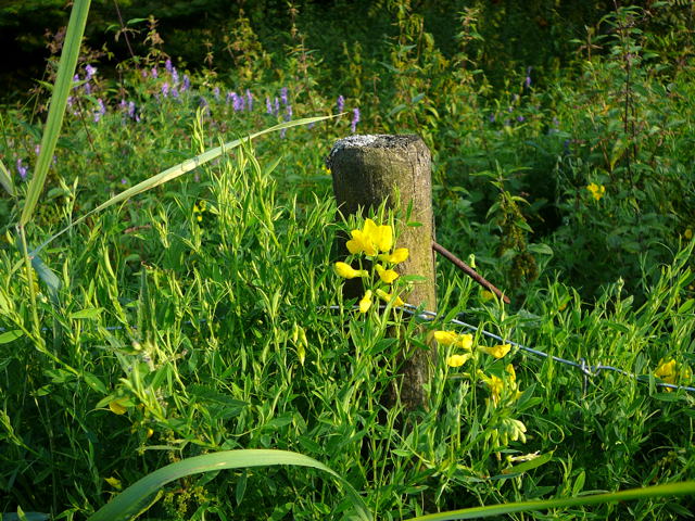 Wiesen-Platterbse - Lathyrus pratensis Urlaub 2009 Oberlausitz u. Tann in der Rhn 067