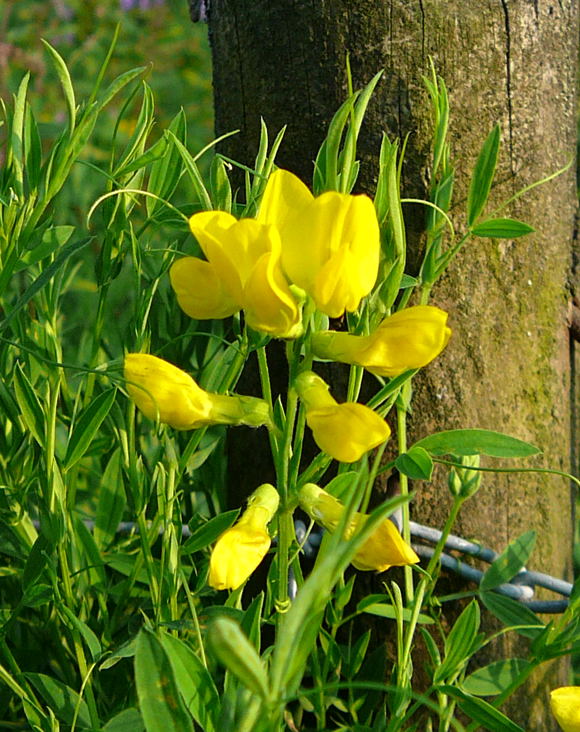 Wiesen-Platterbse - Lathyrus pratensis Urlaub 2009 Tann in der Rhn 068a