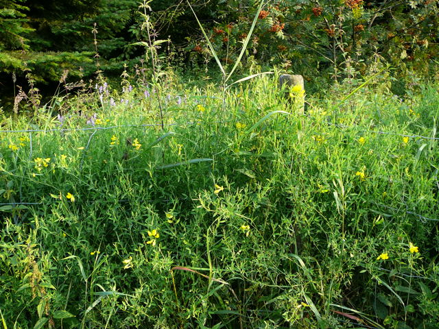 Wiesen-Platterbse - Lathyrus pratensis Urlaub 2009 Tann in der Rhn 069