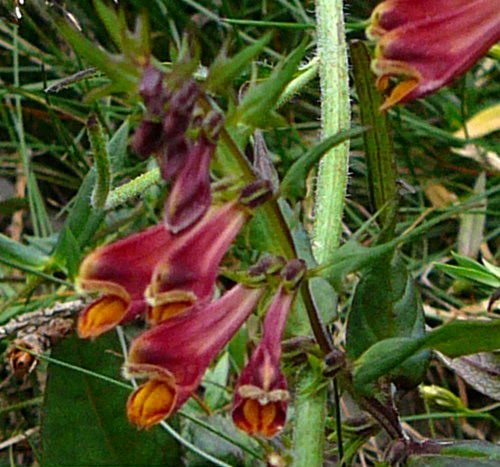 Wiesen-Wachtelweizen (Melampyrum pratense Urlaub 2009 bad neustadt u. schiefergebirge thringen 119b