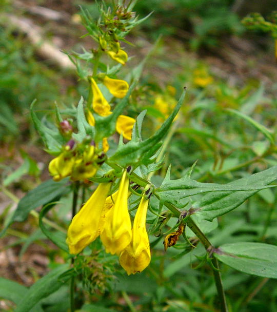 Wiesenwachtelweizen (Melampyrum pratense) Juni 2008 Annweiler Trifels Naturpark Pflzer Wald 079a