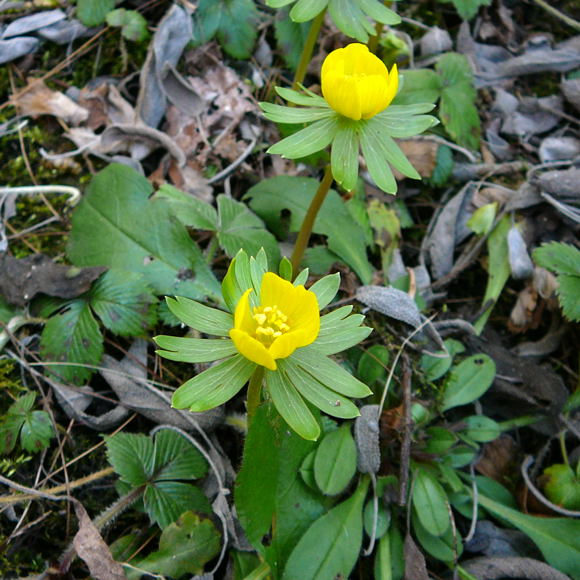 Winterling (Eranthis hyemalis) Februar 2010 Rodung Viernheimer Wald 036