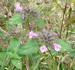 Wirbeldost Clinopodium vulgare kl.