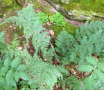Wurmfarn Dryopteris spec. kl.