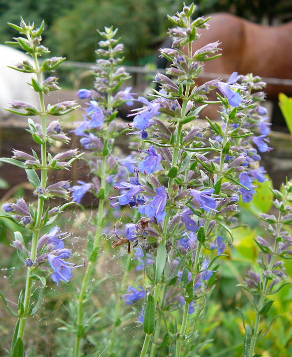 Ysop Hyssopus officinalisJuli 2008 Wildblumen & Schmetterlinge Htt 076