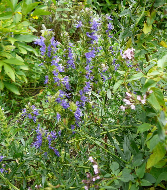 Ysop Hyssopus officinalis Aug 2009 Htt 013