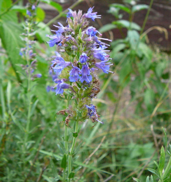 Ysop Hyssopus officinalis Juli 2008 Wildblumen & Schmetterlinge Htt 078