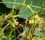 Zierliche Fetthenne kl.