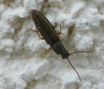 Zweifarbiger Laubschnellkfer Athous bicolor kl.