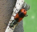 Zweifleckiger Warzenkfer Anthocomus bipunctatus kl.