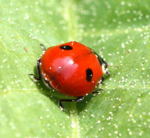 Zweipunkt-Marienkfer 1 kl.