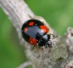 Zweipunkt-Marienkfer kl.