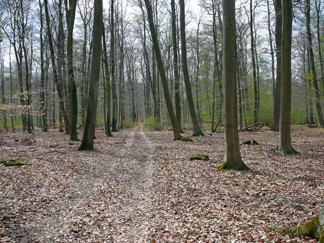 2012-April-16 FFH Reliktwald Holzwirtschaft Harvester Habitatb 068