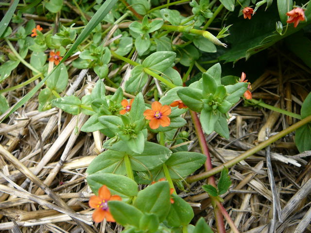 Acker-Gauchheil Juni 09 Huett und Viernheimer Wald 040