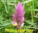 Acker-Wachtelweizen kl.