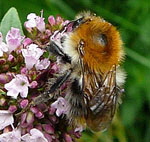 Ackerhummel (Bombus pascuorum) kl.