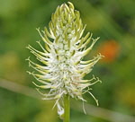 hrige Teufelskralle kl.