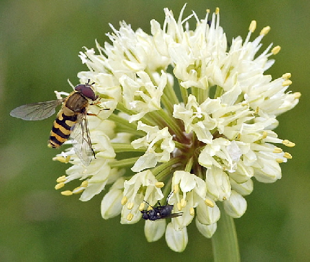 Allermannsharnisch  2011 Juli Fellhorn Allgu