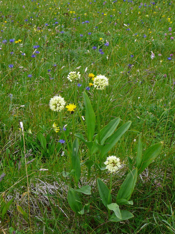 Allermannsharnisch (Allium victoriale) 9.7.2011 Allgu Alpen Fellhorn Oberstdorf-Faistenoy 123