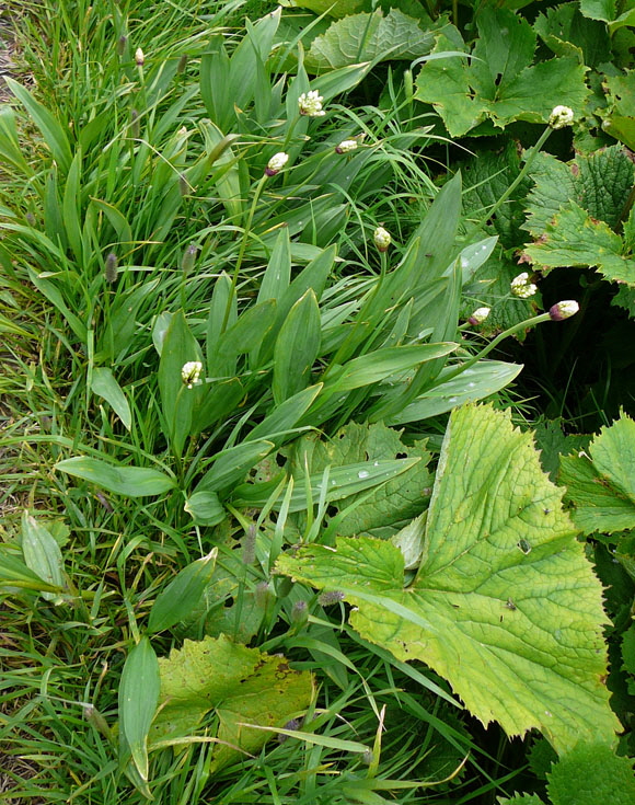 Allerrmannsharnisch 126