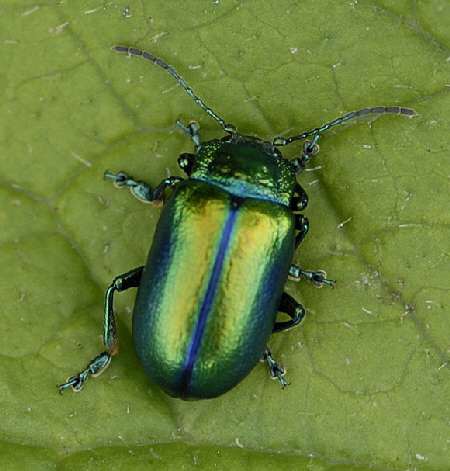 Alpen-Blattkäfer Oreina spec. 9.7.2011 Allgäu Alpen Fellhorn NIKON2 105 Alpen-Blattkäfer Oreina spec. 9.7.2011 Allgäu Alpen Fellhorn NIKON2 105