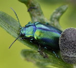 Alpen-Blattkfer Oreina spec.2 kl.