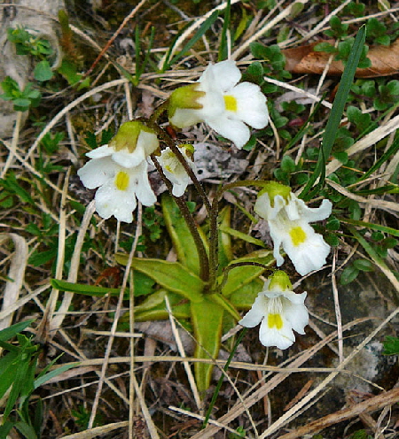 Alpen-Fettkraut (Pinguicula alpina) Mai 2012 Alpen Ammergebirge, Grasnang 116