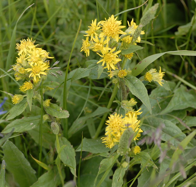 Alpen-Goldrute (Solidago virgaurea ssp minuta) 9.7.2011 Allgu Alpen Fellhorn NIKON 016