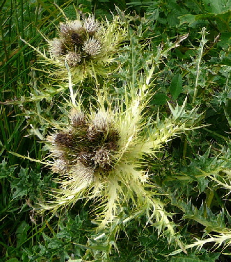 Alpen-Kratzdistel (Cirsium spinosissimum) Urlaub 2011 11.7.2011 Kreut Alm, Alpspitze Bergbahn Garmisch 032a
