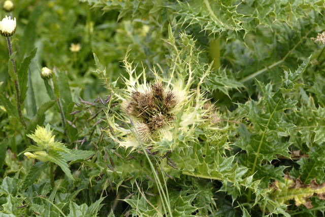 Alpen-Kratzdistel Urlaub 2011 9.7.2011 Allgu Alpen Fellhorn NIKON 031
