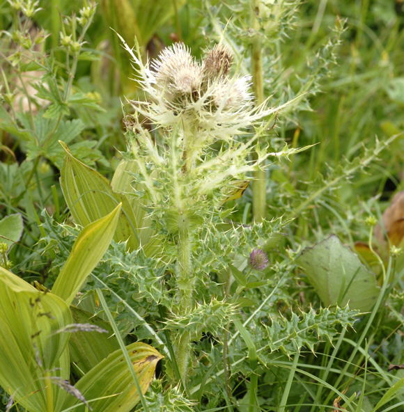 Alpen-Kratzdistel Urlaub 2011 9.7.2011 Allgu Alpen Fellhorn NIKON2 075