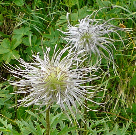 Alpen-Kuhschelle (Pulsatilla alpina  9.7.2011 Allgu Alpen Fellhorn 9.7