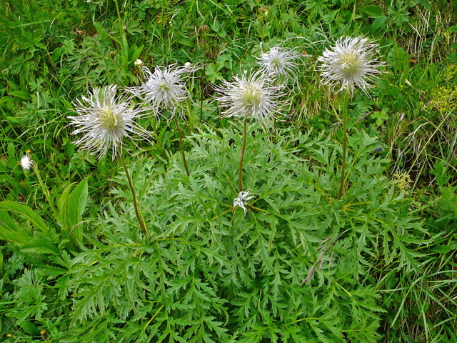 Alpen-Kuhschelle (Pulsatilla alpina  9.7.2011 Allgu Alpen Fellhorn verbl.